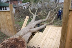 A blown-down tree from storm damage