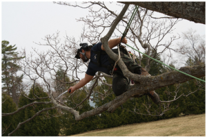 Proper Tree Pruning