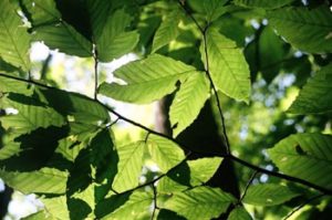 Tree Leaves
