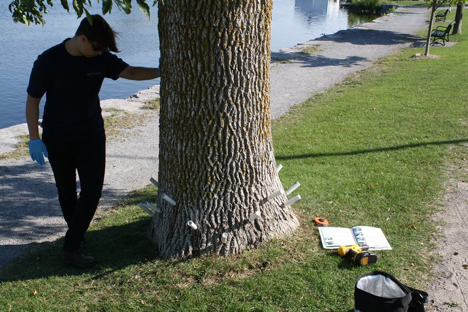Protecting Ash tress with TreeAzin injections