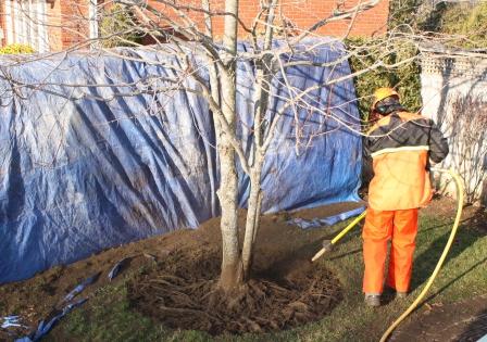 Root Excavation