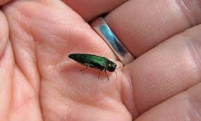 EAB on hand