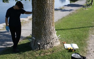 TreeAzin Injection
