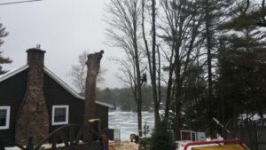 Winter Tree Removal