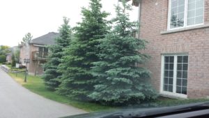 tree conservation by-law