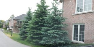 Tree Conservation Bylaw