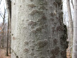 Beech Bark Disease