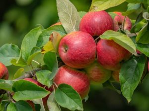 apple tree pruning