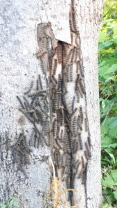 Gypsy Moth Caterpillars