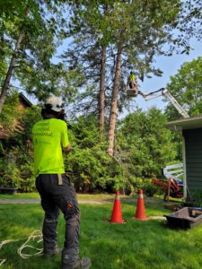 Groundworker - Logan Tree Experts