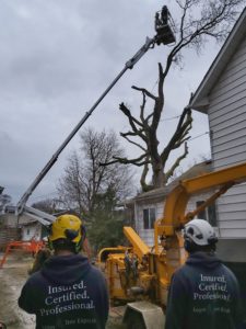 Full service tree care