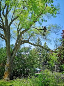 Tree pruning