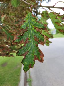 Oak Wilt Disease