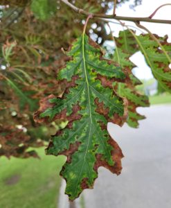 Oak Wilt Disease